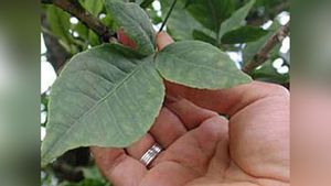 ಬಿಲ್ವಪತ್ರೆಯಿಂದ ಆರೋಗ್ಯಕ್ಕಿದೆ ನೂರೆಂಟು ಲಾಭ : ಹೃದ್ರೋಗ ಸಮಸ್ಯೆ, ಮಧುಮೇಹಕ್ಕೆ ರಾಮಬಾಣವಿದು