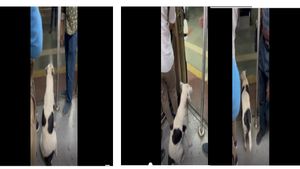  ಮುಂಬೈ  ಟ್ರೈನ್‌ನಲ್ಲಿ  ಬುದ್ದಿವಂತ ನಾಯಿ: ಈ ನಾಯಿ  ಬುದ್ದಿ   ನೋಡಿ ಮನುಷ್ಯ ಕಲಿಯಬೇಕಾಗಿದೆ