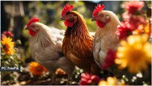 ನಿದ್ರೆ ಇಲ್ಲದೆ ರಾತ್ರಿ ಕಳೆಯುವ ಇಡೀ ಗ್ರಾಮ: ಕಾರಣ 100ಕ್ಕೂ ಹೆಚ್ಚು ಕಾಡು ಕೋಳಿಗಳು..!