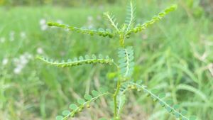ಜಾಂಡೀಸ್, ಜ್ವರ, ಶೀತಕ್ಕೆ ನೆಲನೆಲ್ಲಿ ಎಂಬ ಸಂಜೀವಿನಿ..! ಇದರ ಉಪಯೋಗ ಗೊತ್ತಾ?