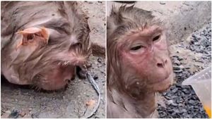 ಬಿಸಿಗಾಳಿ ತಾಳದೆ ನೆಲಕ್ಕೆ ಬಿದ್ದ ಕೋತಿ ರಕ್ಷಿಸಿದ ಮಂದಿ..!