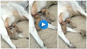 ಅನಾಥ ನಾಯಿಮರಿಗಳಿಗೆ ಹಾಲುಣಿಸುವ ಗೋಮಾತೆ..!! ಅಚ್ಚರಿ ಹುಟ್ಟಿಸುವ ವಿಡಿಯೋ