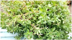 ಗೋಳಿ ಸೊಪ್ಪು ಎಂಬ ಜೀವ ಸಂಜೀವನಿ ಬಗ್ಗೆ ಗೊತ್ತಾ? ಎಷ್ಟೆಲ್ಲಾ ಔಷಧಿ ಅಂಶವಿದೆ?