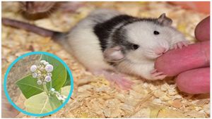 ಇಲಿ ಕಚ್ಚಿದರೆ ಈ ಗಿಡವೇ ಮದ್ದು..! ಎಕ್ಕದ ಗಿಡದ ಲಾಭವೇನು ಗೊತ್ತಾ?