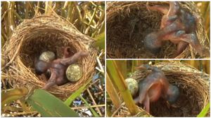 ಪಕ್ಷಿ ಪ್ರಪಂಚದ ಅತ್ಯಂತ ಸ್ವಾರ್ಥ ಪಕ್ಷಿ ಇದು..! ಕಣ್ಣು ಬಿಡುವ ಮುನ್ನವೇ ದೊಡ್ಡ ಕ್ರಿಮಿನಲ್!!