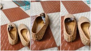 ಶೂ ಧರಿಸುವಾಗ ಒಳಗಿತ್ತು ನಾಗರಹಾವು.! ಆಮೇಲೆ ಆಗಿದ್ದೇನು?