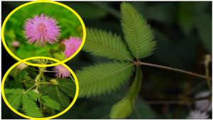 ಮೂಲವ್ಯಾಧಿ-ಕೊಬ್ಬಿನ ಗಂಟು ನಿವಾರಣೆಗೆ ಇದೇ ಗಿಡ ಮದ್ದು..! ಹೇಗೆ ಔಷಧಿ ಸಿದ್ದಪಡಿಸೋದು..?