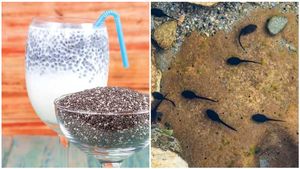 ತಕ್ಷಣ ತೂಕ ಇಳಿಸುತ್ತೆ ಈ ಟ್ಯಾಡ್‌ ಪೋಲ್ ವಾಟರ್..! ಏನಿದು ಕಪ್ಪೆ ಮರಿಗಳ ಗುಂಪಿನ ವಿಧಾನ..!? 