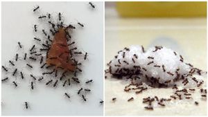 ಸಕ್ಕರೆ ಡಬ್ಬಕ್ಕೆ ಇರುವೆ ಮುತ್ತಿಕೊಳ್ಳುತ್ತೆ ಅಂದ್ರೆ ಈ ರೀತಿ ಮಾಡಿ.! ಅಡುಗೆ ಮನೆಗೆ ಇನ್ನೆಂದು ಇರುವೆ ಬರಲ್ಲ