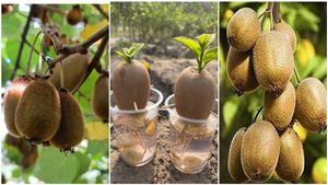 ಕಿವಿ ಹಣ್ಣಿನ ಗಿಡ ಮನೆಯಲ್ಲೇ ಬೆಳೆಸುವುದು ಹೇಗೆ? ಎಷ್ಟು ದಿನದಲ್ಲಿ ಹಣ್ಣು ಬಿಡುತ್ತೆ.!?