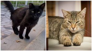 ಮನೆಗೆ ಪದೇ ಪದೇ ಬೆಕ್ಕು ಬಂದರೆ ಏನರ್ಥ.? ಬೇರೆ ಬೆಕ್ಕುಗಳು ಬರದಂತೆ ತಡೆಯುವುದು ಹೇಗೆ?