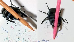 ಬೆಂಗಳೂರಿನಲ್ಲಿ ಹೊಸ ಪ್ರಭೇದದ ಜೀರುಂಡೆ ಪತ್ತೆ..! ಎಲ್ಲಿ ಗೊತ್ತಾ?