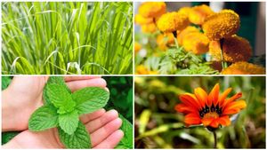 ಮನೆಯಲ್ಲಿ ಈ 5 ಗಿಡ ಇದ್ದರೆ ಹುಳು-ಕೀಟ ಒಳಗೆ ಬರಲ್ಲ..! ಯಾವುದೆಲ್ಲಾ ಗೊತ್ತಾ?