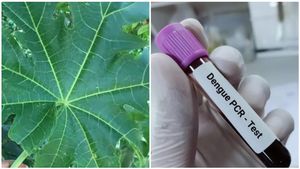 ಡೆಂಗ್ಯೂಗೆ ಪಪ್ಪಾಯದಲ್ಲಿದೆ ಪರಿಹಾರ..! ಪಪ್ಪಾಯ ಎಲೆಗಳನ್ನು ಹೀಗೆ ಮಾಡಿ ಸಾಕು..!