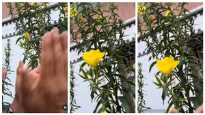 ಚಪ್ಪಾಳೆ ತಟ್ಟಿದರೆ ಹೂವು ಅರಳುತ್ತಾ..? ಈ ವಿಡಿಯೋದಲ್ಲಿ ಏನಿದೆ ಗೊತ್ತಾ?