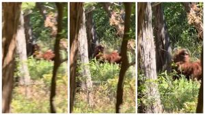 ಅರಣ್ಯದೊಳಗೆ ದೈತ್ಯ ಪ್ರಾಣಿ ಪತ್ತೆ..! ಬಿಗ್ ಫೂಟ್ ಬಗ್ಗೆ ಕೇಳಿದ್ದೀರಾ?