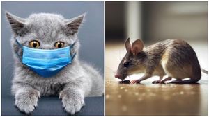 ಅಪರೂಪದ ವೈರಸ್‌ಗೆ ತುತ್ತಾದ ವೃದ್ಧ: ಮುರೈನ್ ಟೈಫನ್‌ ಹರಡುವುದು ಹೇಗೆ ಗೊತ್ತಾ?