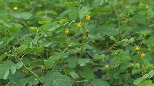 ಚಮತ್ಕಾರ ಮಾಡುತ್ತೆ ಈ ಗಿಡ..! ಯಾವೆಲ್ಲಾ ಸಮಸ್ಯೆಗೆ ಇದು ಔಷಧಿ ಗೊತ್ತಾ?