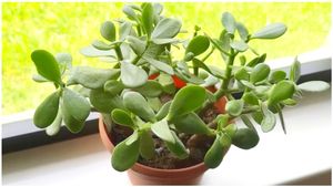 ಜನರನ್ನು ನರ್ಸರಿ ಮುಂದೆ ಸಾಲುಗಟ್ಟಿ ನಿಲ್ಲಿಸಿದ ಕ್ರಾಸುಲಾ ಗಿಡ..! ಕಾರಣ ಏನು ಗೊತ್ತಾ?