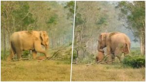 ಆನೆ ಪ್ರೀತಿ ನೋಡಿದ್ರೆ ಕಣ್ಣೀರು ಬರುತ್ತೆ..! ಮರಿ ಏಳದೇ ಇದ್ರು ಎಬ್ಬಿಸಲು ಯತ್ನಿಸುವ ತಾಯಿ!!