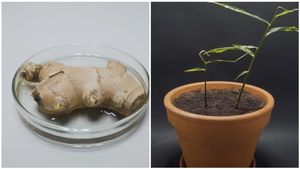 ಮನೆಯಲ್ಲೇ ಶುಂಠಿ ಬೆಳೆಯೋದು ಹೇಗೆ? ಈ ವಿಡಿಯೋ ನೋಡಿದ್ರೆ ಸಾಕು..!