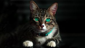 ಮನೆಯಲ್ಲಿ ಬೆಕ್ಕು ಸಾಕಿದ್ದೀರಾ? ಹಕ್ಕಿ ಜ್ವರ ಹರಡಲು ಬೆಕ್ಕು ಕಾರಣವಾಗೋದು ಹೇಗೆ ಗೊತ್ತಾ?