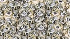 Optical Illusion: 5 ಸೆಕೆಂಡ್‌ನಲ್ಲಿ ನಿಮಗೆ ಬೆಕ್ಕು ಹುಡುಕಲು ಸಾಧ್ಯವೇ..? 