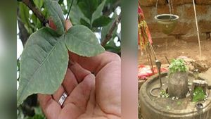 ಮಹಾಶಿವರಾತ್ರಿ: ಶಿವಪೂಜೆಗೆ ಬಿಲ್ವೆಪತ್ರೆ  ಹೇಗೆ ಮತ್ತು ಎಷ್ಟು ಅರ್ಪಿಸಬೇಕು?   