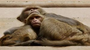 ಮಂಗನ ಕಾಯಿಲೆಗೆ ರಾಜ್ಯದಲ್ಲಿ ಮೊದಲ ಬಲಿ:ಪ್ರಾಣಿಗಳ ಮೇಲಿರುವ ಕೆಂಪು ಚಿಗಟ ತುಂಬಾನೇ ಅಪಾಯಕಾರಿ