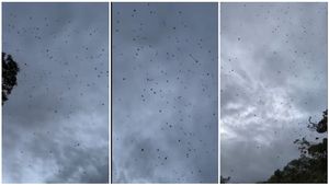 ಜೇಡರ ಹುಳುಗಳ ಮಳೆಯಾಗುವುದು ನೋಡಿದ್ದೀರಾ..? ಇಲ್ಲಿದೆ ಭಯ ಹುಟ್ಟಿಸೋ ವಿಡಿಯೋ