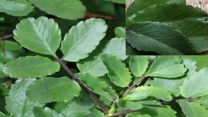 ಪಥರ್ಚಟ್ಟಾ ಎಲೆ ಕಿಡ್ನಿ ಸ್ಟೋನ್‌  ಹೋಗಲಾಡಿಸಲು ತುಂಬಾನೇ ಒಳ್ಳೆಯದು, ಬಳಸುವುದು  ಹೇಗೆ?