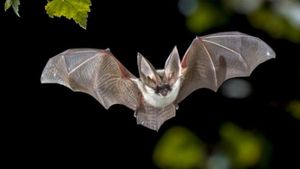 ಚೀನಾದಲ್ಲಿ 'ಮಾರಕ ಬ್ರೈನ್ ವೈರಸ್' ಪತ್ತೆ: ಸಾಂಕ್ರಾಮಿಕಕ್ಕೆ ಕಾರಣವಾಗಬಹುದೇ? 