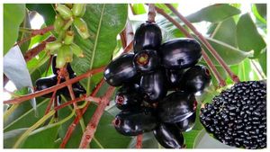 ಈಗ ನೆಟ್ಟರೆ ಲಾಭ! ಜಾಮೂನ್ ಮರದ ಆರೋಗ್ಯ ಗುಟ್ಟುಗಳಿವು.. ಮಳೆಗಾಲದಲ್ಲಿ ಬೆಳೆಸೋದು ಹೇಗೆ?