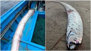 ತಮಿಳುನಾಡು ಮೀನುಗಾರರ ಬಲೆಗೆ ಬಿದ್ದ ಡೂಮ್ಸ್‌ಡೇ ಫಿಶ್..! ಆತಂಕ ಹುಟ್ಟಿಸಿರೋದ್ಯಾಕೆ?