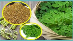 ಊಟ, ತಿಂಡಿ ರುಚಿ ಹೆಚ್ಚಿಸುವ ತಿಂಗಳ ಕಾಲ ಇಡಬಹುದಾದ ನುಗ್ಗೆ ಸೊಪ್ಪಿನ ಚಟ್ನಿ ಪುಡಿ!