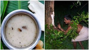 ತುಳುನಾಡಿನಲ್ಲಿ ಆಟಿ ಅಮಾವಾಸ್ಯೆ ಸಂಭ್ರಮ: ಹಾಲೆ ಮರದ ಕಷಾಯ ಕುಡಿಯೋದೇಕೆ ಗೊತ್ತಾ? 