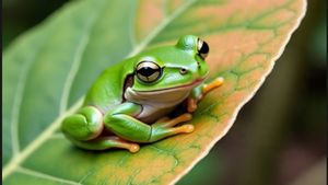 ಬೆನ್ನು ನೋವಿಗೆ 8 ಜೀವಂತ ಕಪ್ಪೆ ನುಂಗಿದ ವೃದ್ಧೆ: ಆಮೇಲೆ ಆಗಿದ್ದೇನು ಗೊತ್ತಾ?