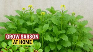 ಮನೆಯಲ್ಲೇ ಸಾಸಿವೆ ಸೊಪ್ಪು ಬೆಳೆಸೋದು ಎಷ್ಟು ಸುಲಭ ಗೊತ್ತಾ? 30 ದಿನಗಳಲ್ಲಿ ಅದ್ಭುತ ಫಲಿತಾಂಶ