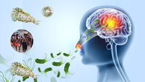 ಕೆಲವೇ ಗಂಟೆಗಳಲ್ಲಿ ಸಾವು..! 'ಮೆದುಳು ತಿನ್ನುವ ಅಮೀಬಾ' ಎಂದರೇನು? ಲಕ್ಷಣಗಳು ಮತ್ತು ಬಚಾವಾಗುವುದು ಹೇಗೆ?