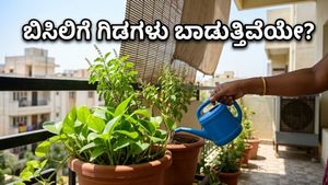 ಬಿಸಿಲ ಬೇಗೆಯಿಂದ ತತ್ತರಿಸಿದೆಯೇ? ನಿಮ್ಮ ಮನೆ ಮತ್ತು ಗಿಡಗಳನ್ನು ತಂಪಾಗಿರಿಸಲು ಇಲ್ಲಿದೆ ಮ್ಯಾಜಿಕ್ ಟಿಪ್ಸ್