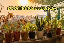 ಬಿಸಿಲಿಗೆ ಬಾಲ್ಕನಿ ಗಿಡಗಳು ಬಾಡುತ್ತಿವೆಯೇ? ಈ 5 ಸರಳ ಟ್ರಿಕ್ಸ್ ಬಳಸಿ ಗಿಡಗಳನ್ನು ಶಾಶ್ವತವಾಗಿ ಉಳಿಸಿಕೊಳ್ಳಿ!