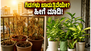 ಬಿಸಿಲಿಗೆ ಗಿಡಗಳು ಬಾಡುತ್ತಿವೆಯೇ? ಈ ಮ್ಯಾಜಿಕ್ ಟಿಪ್ಸ್ ಬಳಸಿ ನಿಮ್ಮ ಬಾಲ್ಕನಿ ಗಾರ್ಡನ್ ಅನ್ನು ಹಸಿರಾಗಿಡಿ!