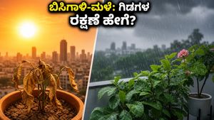 ಬಿಸಿಗಾಳಿ-ಮಳೆ ಎಚ್ಚರಿಕೆ: ನಿಮ್ಮ ಮನೆ ಮತ್ತು ಗಿಡಗಳನ್ನು ಸುರಕ್ಷಿತವಾಗಿಡಲು ಈ ಟಿಪ್ಸ್ ಫಾಲೋ ಮಾಡಿ!