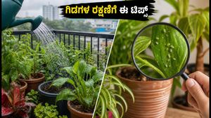ಬೆಂಗಳೂರಿನಲ್ಲಿ ಮಳೆ ಬಿಡುವು: ನಿಮ್ಮ ಬಾಲ್ಕನಿ ಗಾರ್ಡನ್ ಗಿಡಗಳನ್ನು ರಕ್ಷಿಸಲು ಈ ಸರಳ ಟಿಪ್ಸ್ ಪಾಲಿಸಿ