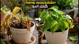 ಮಳೆಗಾಲದಲ್ಲಿ ನಿಮ್ಮ ಮನೆಯ ಗಿಡಗಳು ಸಾಯುತ್ತಿವೆಯೇ? ಈ 15 ನಿಮಿಷದ ಟಿಪ್ಸ್ ಪಾಲಿಸಿ!