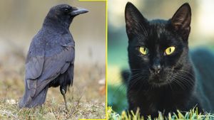 വഴിക്ക് കുറുകെ അപശകുനം പൂച്ച മാത്രമല്ല ഇവയേയും ജാഗ്രതയോടെ കാണണം