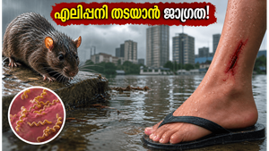 കേരളത്തിലും മുംബൈയിലും കനത്ത മഴ; എലിപ്പനി തടയാൻ ഈ മുൻകരുതലുകൾ അറിഞ്ഞിരിക്കൂ!