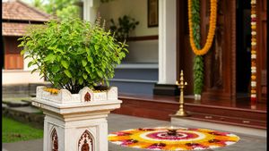 വീട്ടിൽ തുളസി വെക്കുമ്പോൾ ഈ തെറ്റുകൾ വരുത്തരുത്; ഐശ്വര്യത്തിനും ആരോഗ്യത്തിനും വാസ്തു പറയുന്ന വഴികൾ