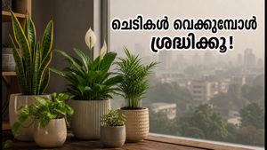 പുകമഞ്ഞ് കാലത്ത് വീട്ടിൽ ചെടികൾ വെക്കുമ്പോൾ ശ്രദ്ധിക്കൂ; വാസ്തു പ്രകാരം ഈ ദിശകൾ ഭാഗ്യം കൊണ്ടുവരും!