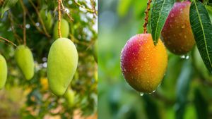 மாங்காய் Vs. மாம்பழம்: இந்த இரண்டில் எது உண்மையில் ஆரோக்கியமானது தெரியுமா? உங்களுக்கு பிடிச்சது எது?